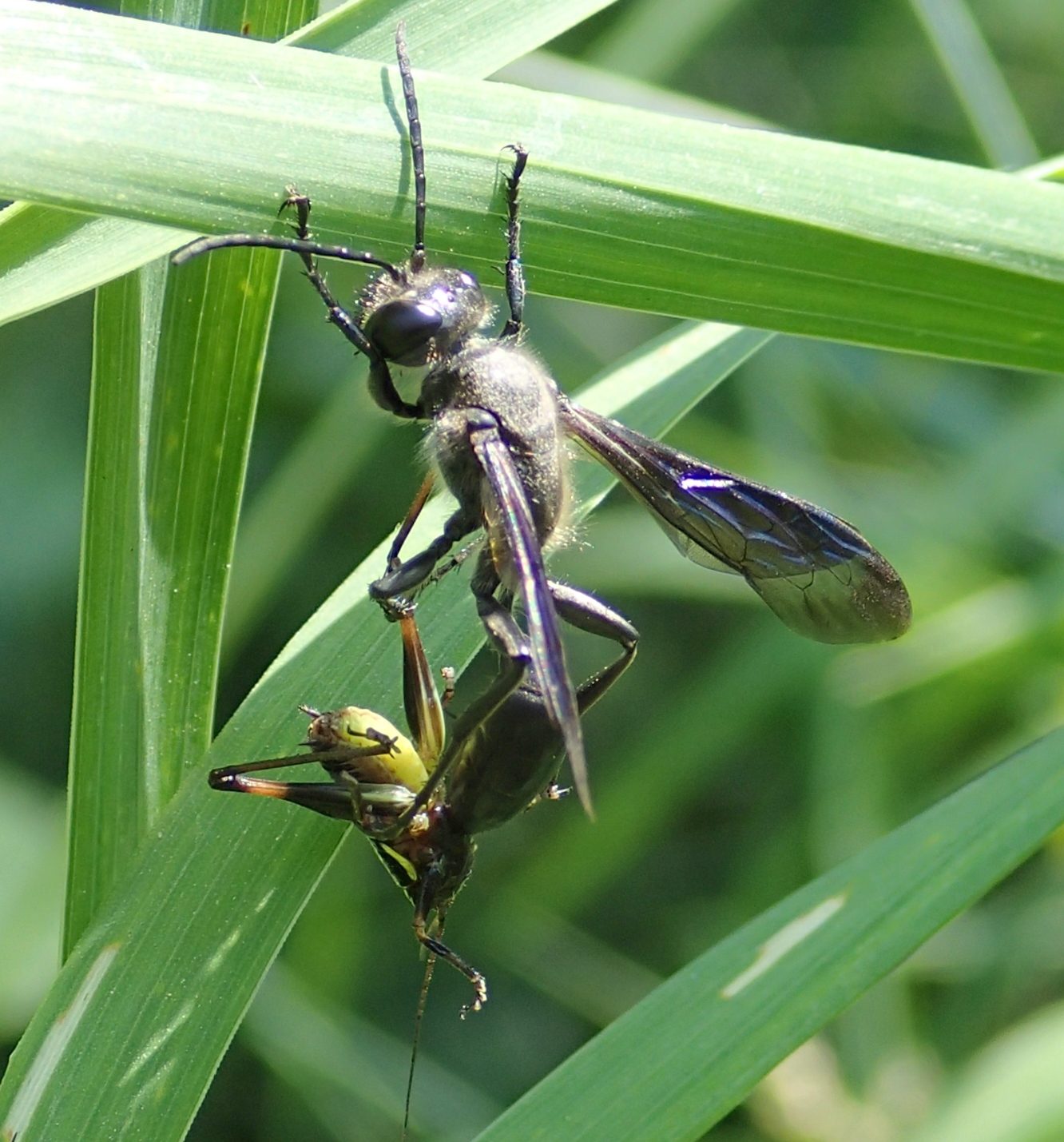 Hymenoptera con preda: Isodontia mexicana,  femmina (Sphecidae)